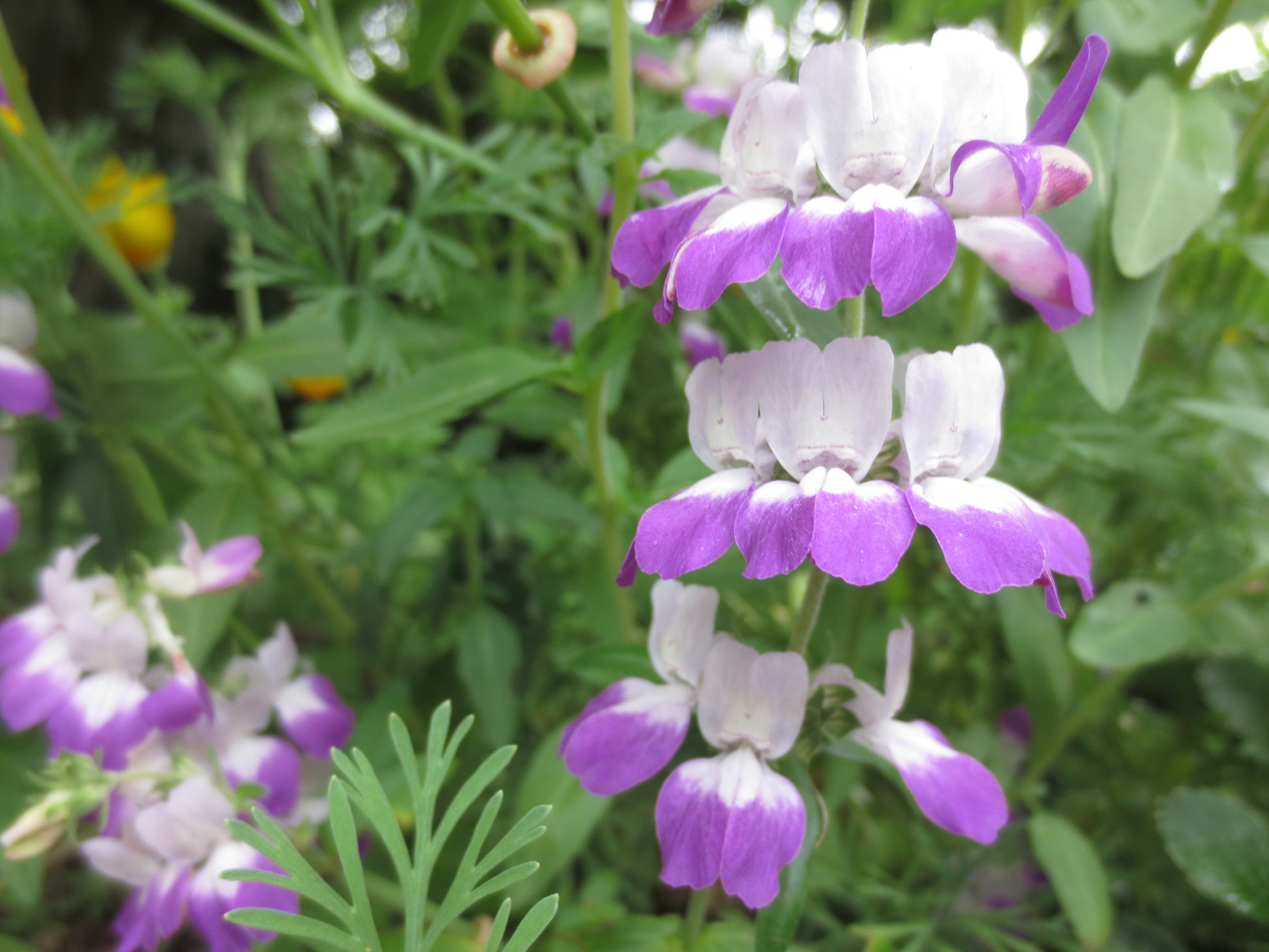 chinese houses plant Collinsia heterophylla, Chinese Houses – Larner Seeds