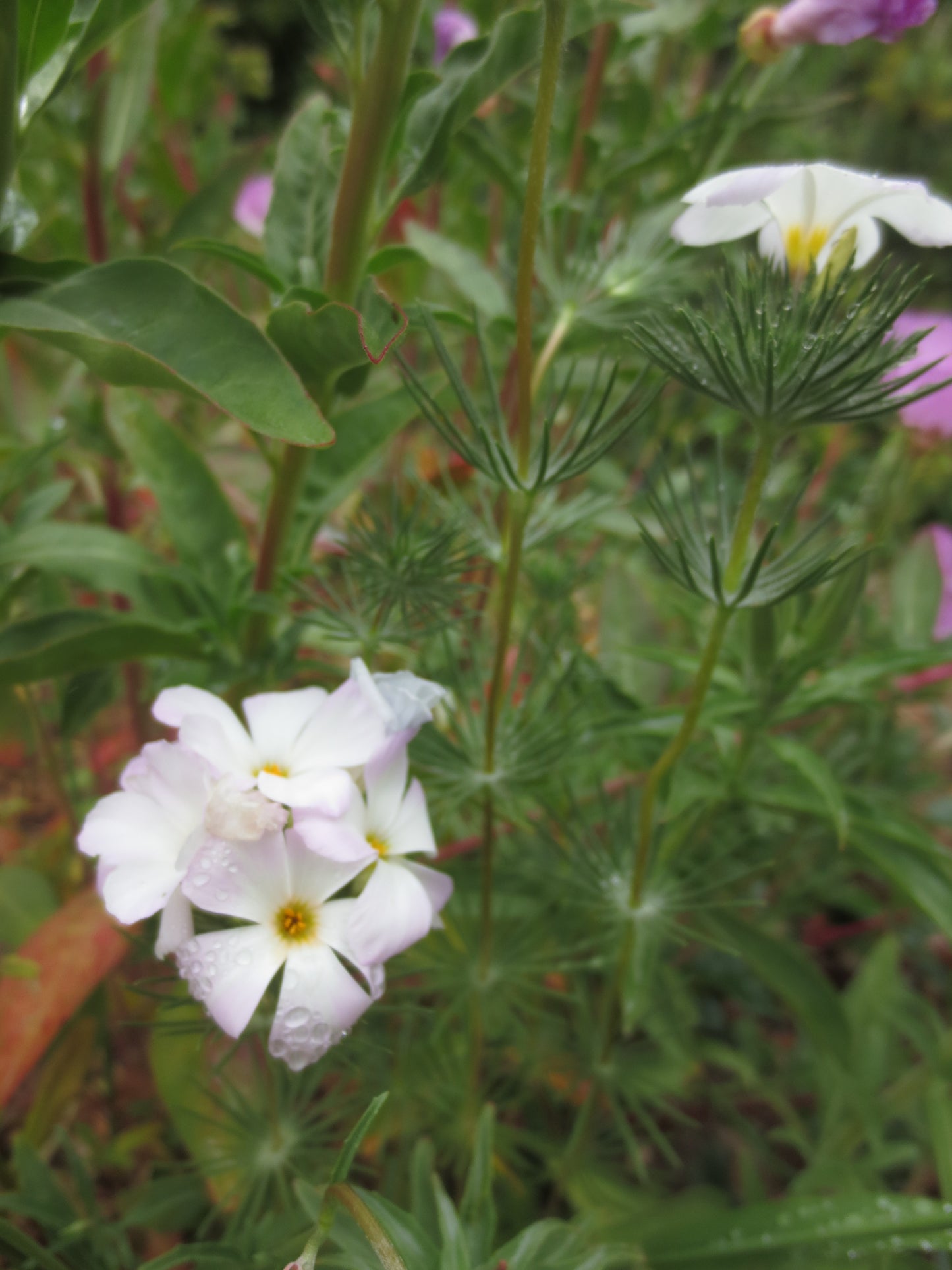 Linanthus grandiflorus, Grand Linanthus