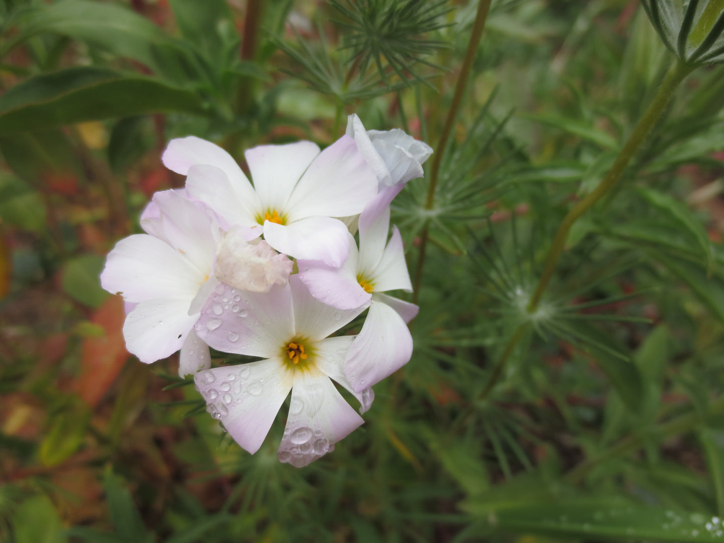 Linanthus grandiflorus, Grand Linanthus