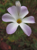 Linanthus grandiflorus, Grand Linanthus