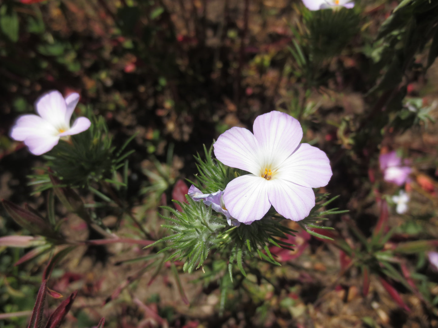 Linanthus grandiflorus, Grand Linanthus