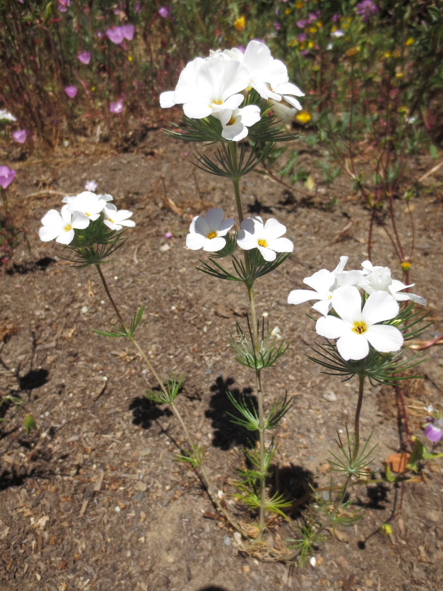 Linanthus grandiflorus, Grand Linanthus