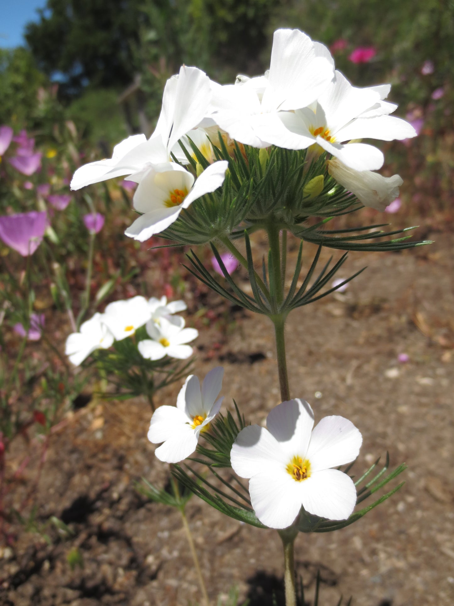 Linanthus grandiflorus, Grand Linanthus