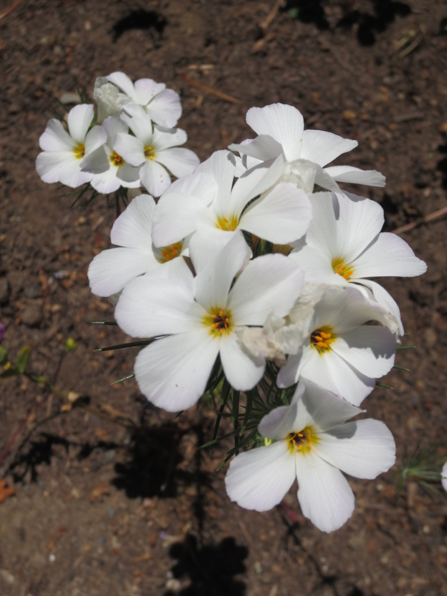 Linanthus grandiflorus, Grand Linanthus