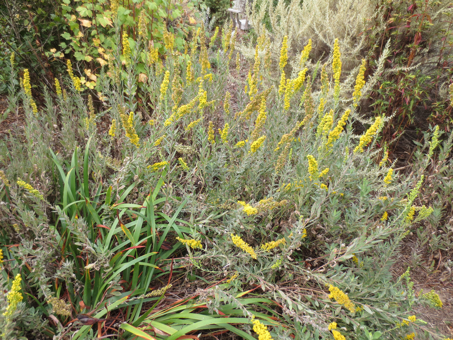 Solidago californica, California Goldenrod