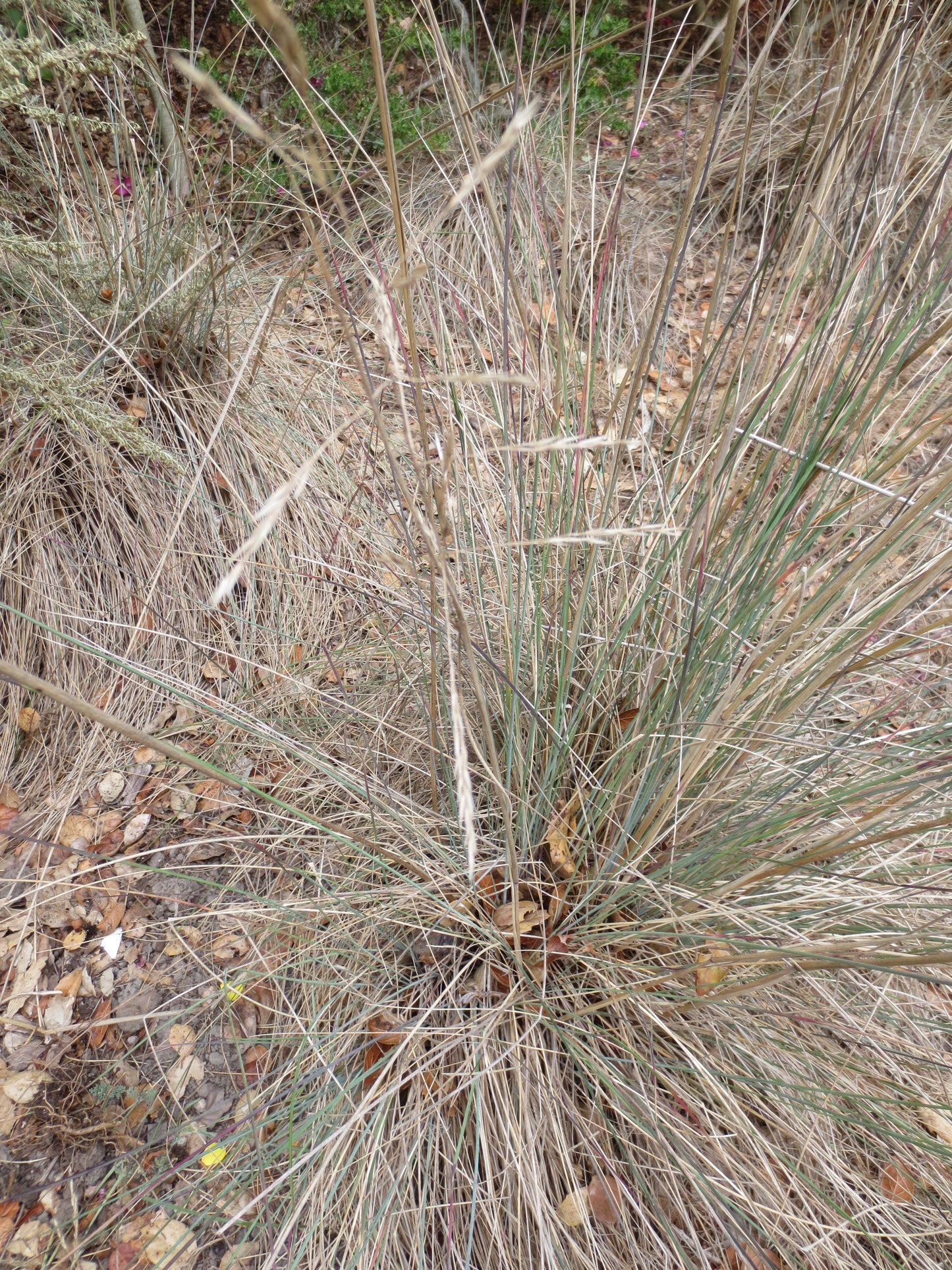 Festuca californica, California Fescue