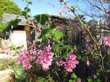 Ribes sanguineum var. glutinosum, Pink Flowering Currant