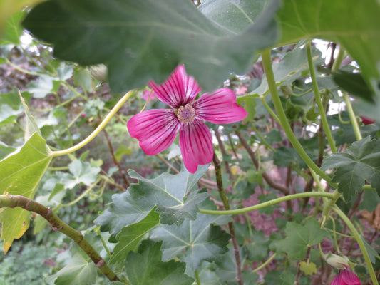 Malva assurgentiflora, Tree Mallow