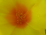 Eschscholzia californica var. maritima, Coastal Poppy