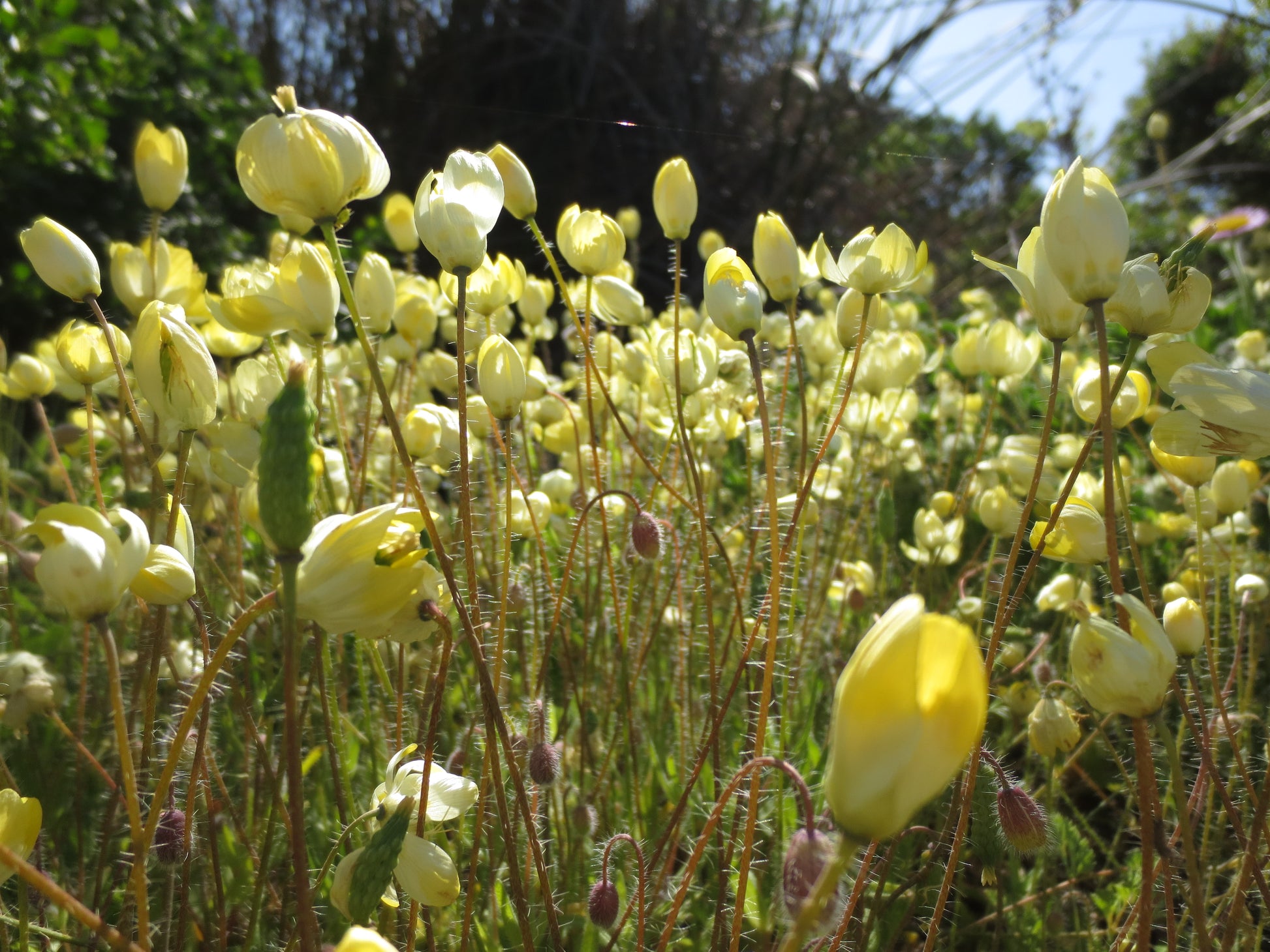 A view of a cream cups planting, showing buds, mature flowers, and the  hairs on the stems.