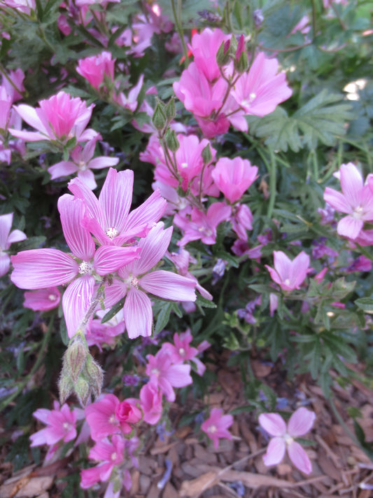 Sidalcea malviflora, Checkerbloom