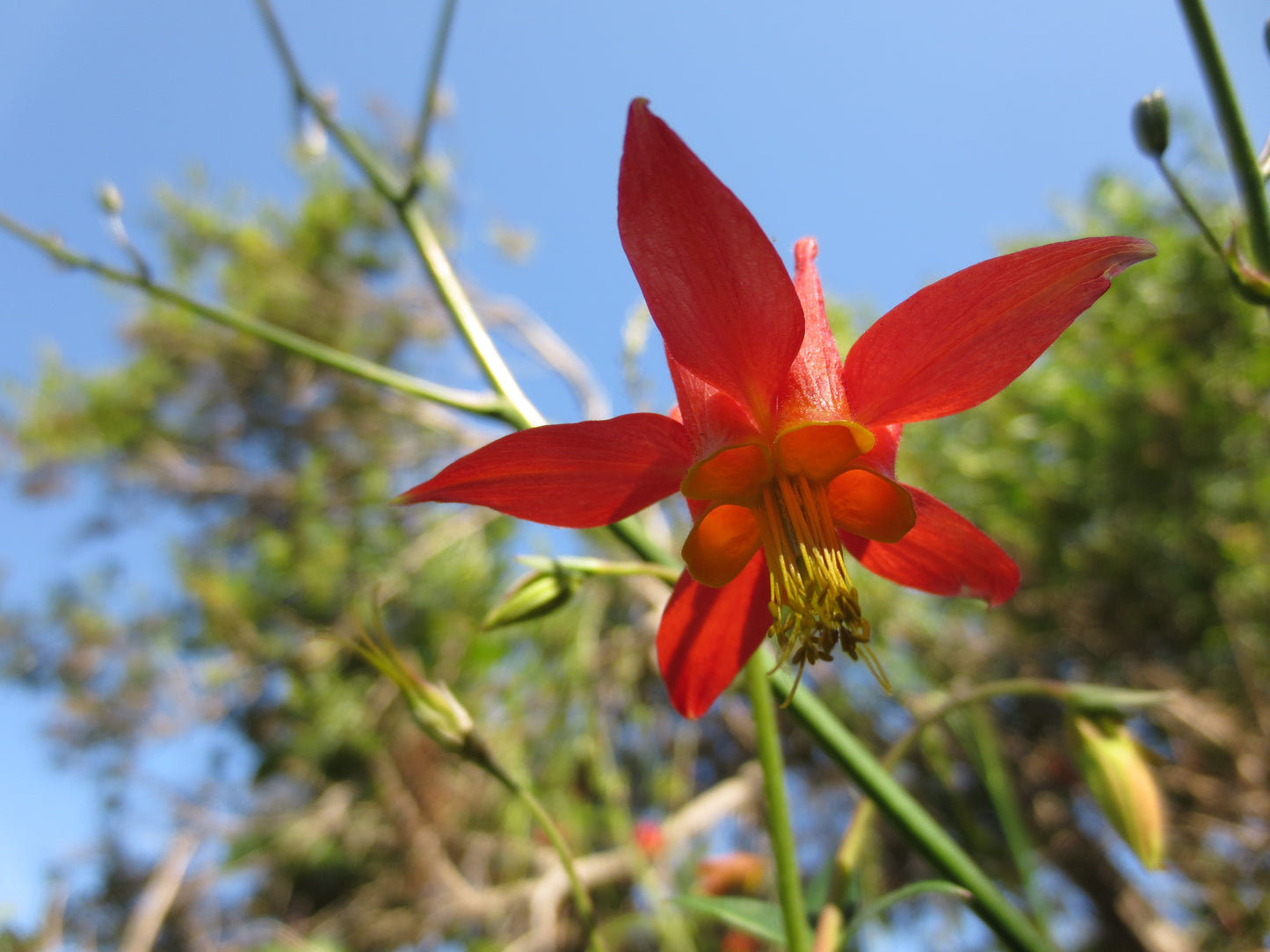 Aquilegia formosa, Western Columbine