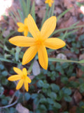 Sisyrinchium californicum, Yellow-eyed Grass