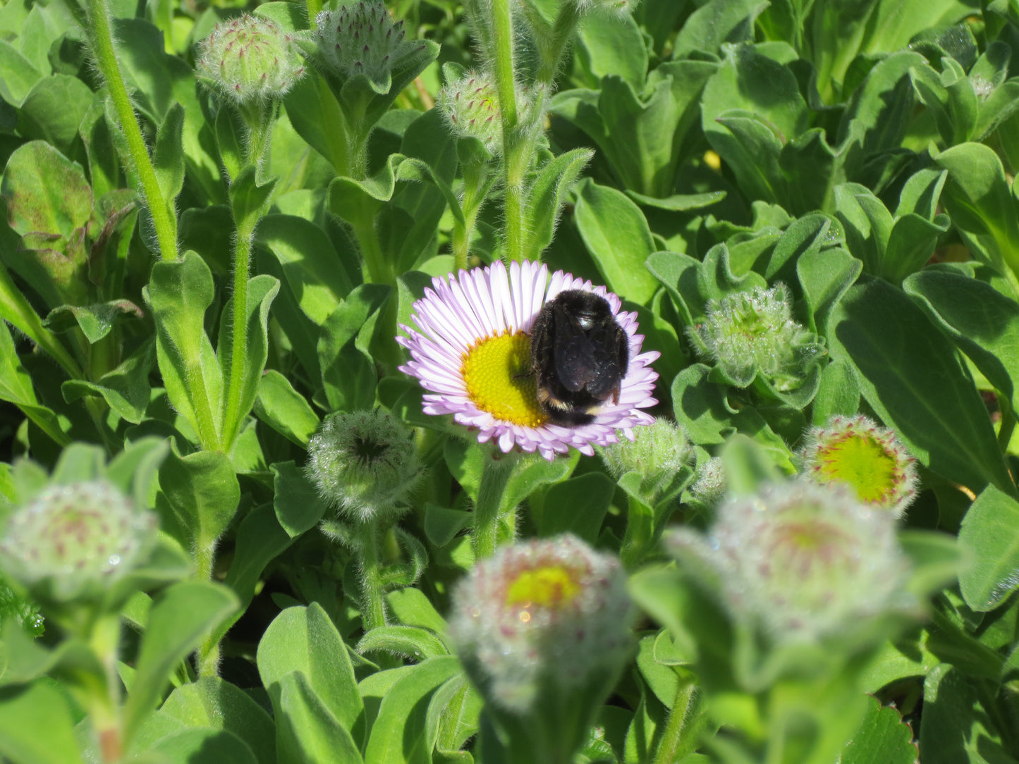 Erigeron glaucus, Beach Aster
