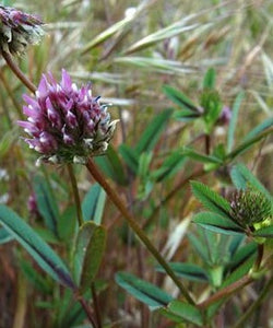 Trifolium ciliolatum, Foothill Clover