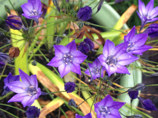 Triteleia laxa, Ithuriel's Spear