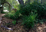 Anthoxanthum occidentale, CA Vanilla Grass