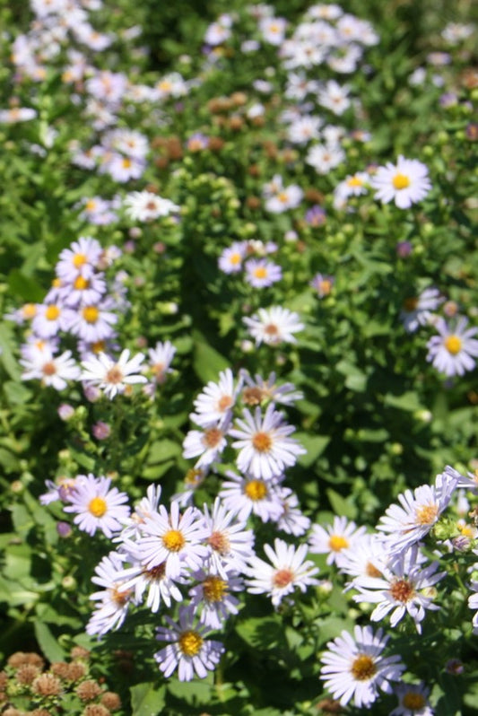 Aster chilensis, California Aster