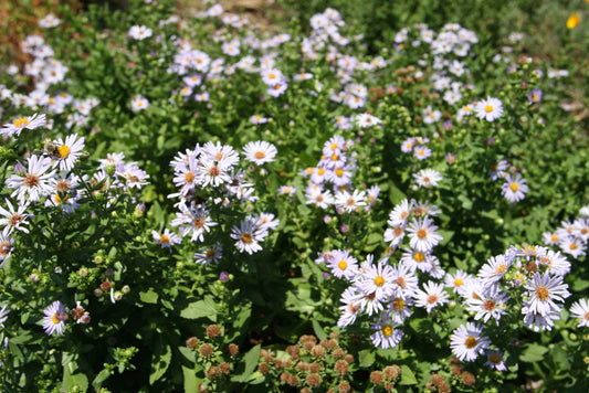 Aster chilensis, California Aster