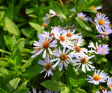 Aster chilensis, California Aster