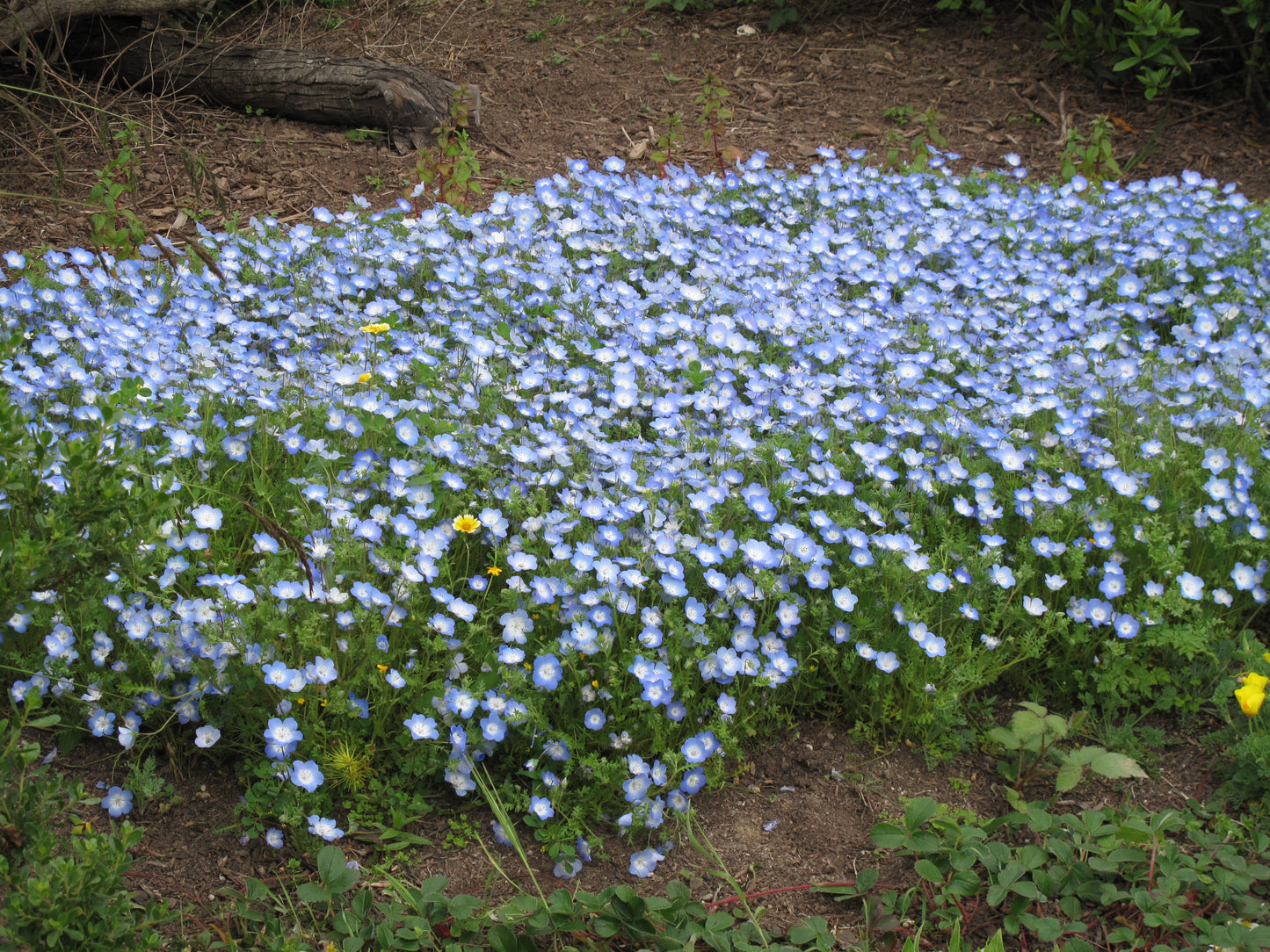 Nemophila menziesii, Baby-Blue-Eyes