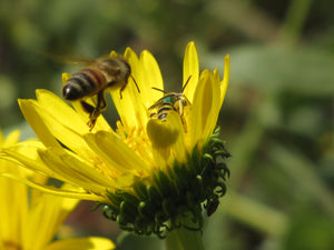 Xerces CALIFORNIA VALLEY Pollinator Conservation Mix