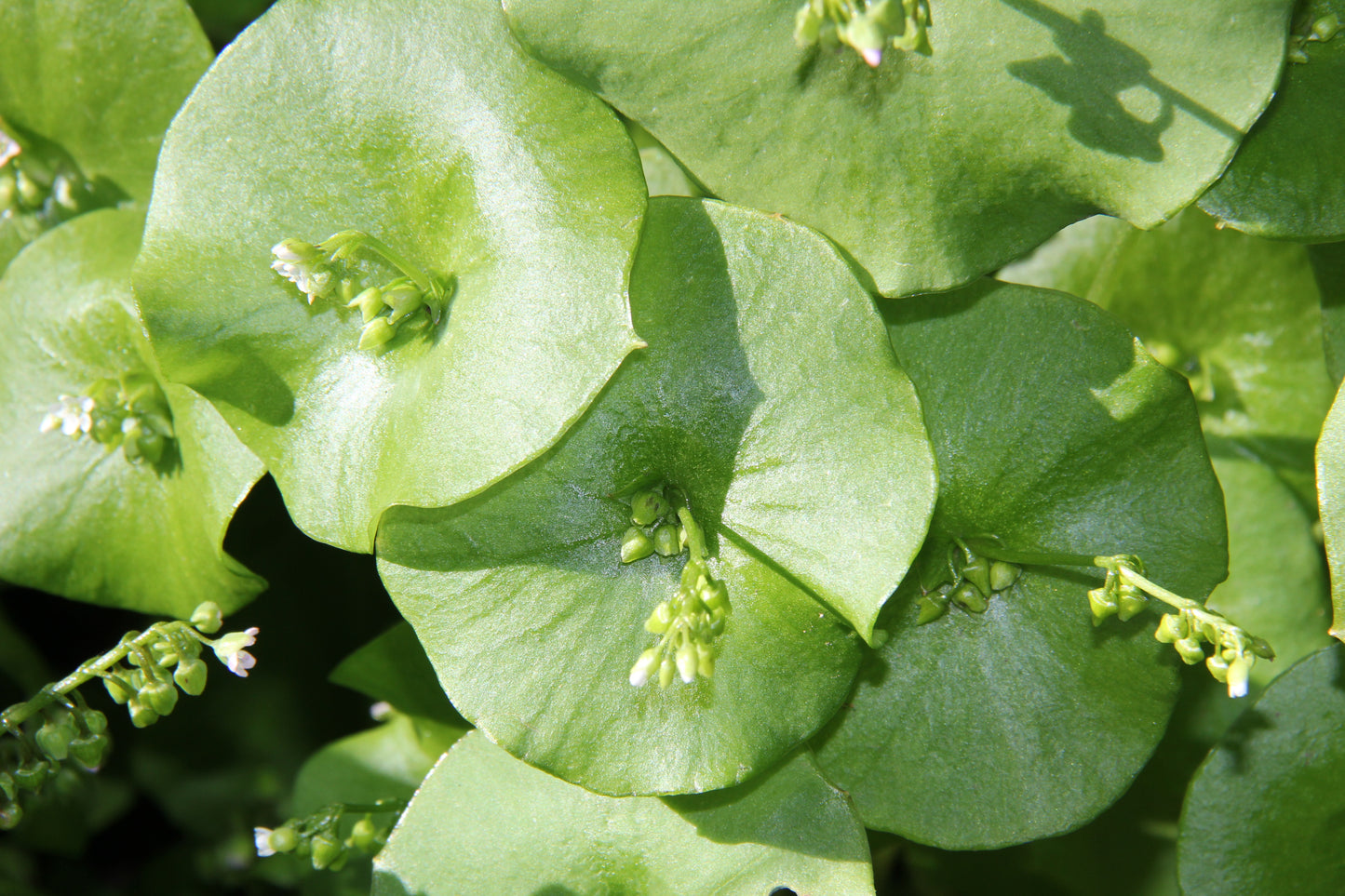 Claytonia perfoliata, Indian or Miner's Lettuce