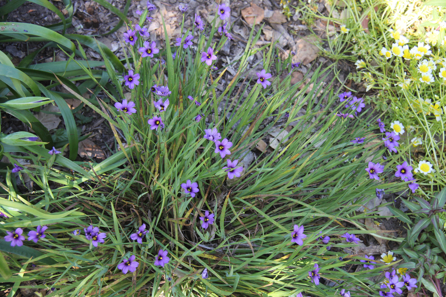 Sisyrinchium bellum, Blue-eyed Grass