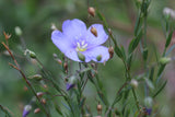 Linum lewisii, Blue Flax