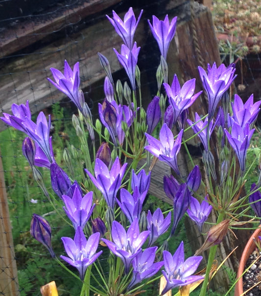 Native Bulb Combo
