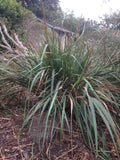 Calamagrostis nutkaensis, Pacific Reed Grass