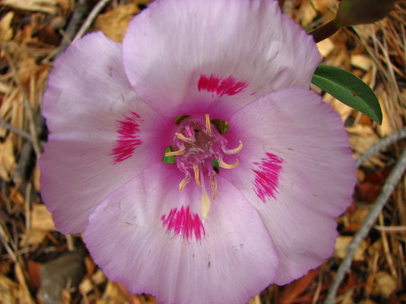Clarkia amoena, Farewell-to-Spring 'Wild Form'