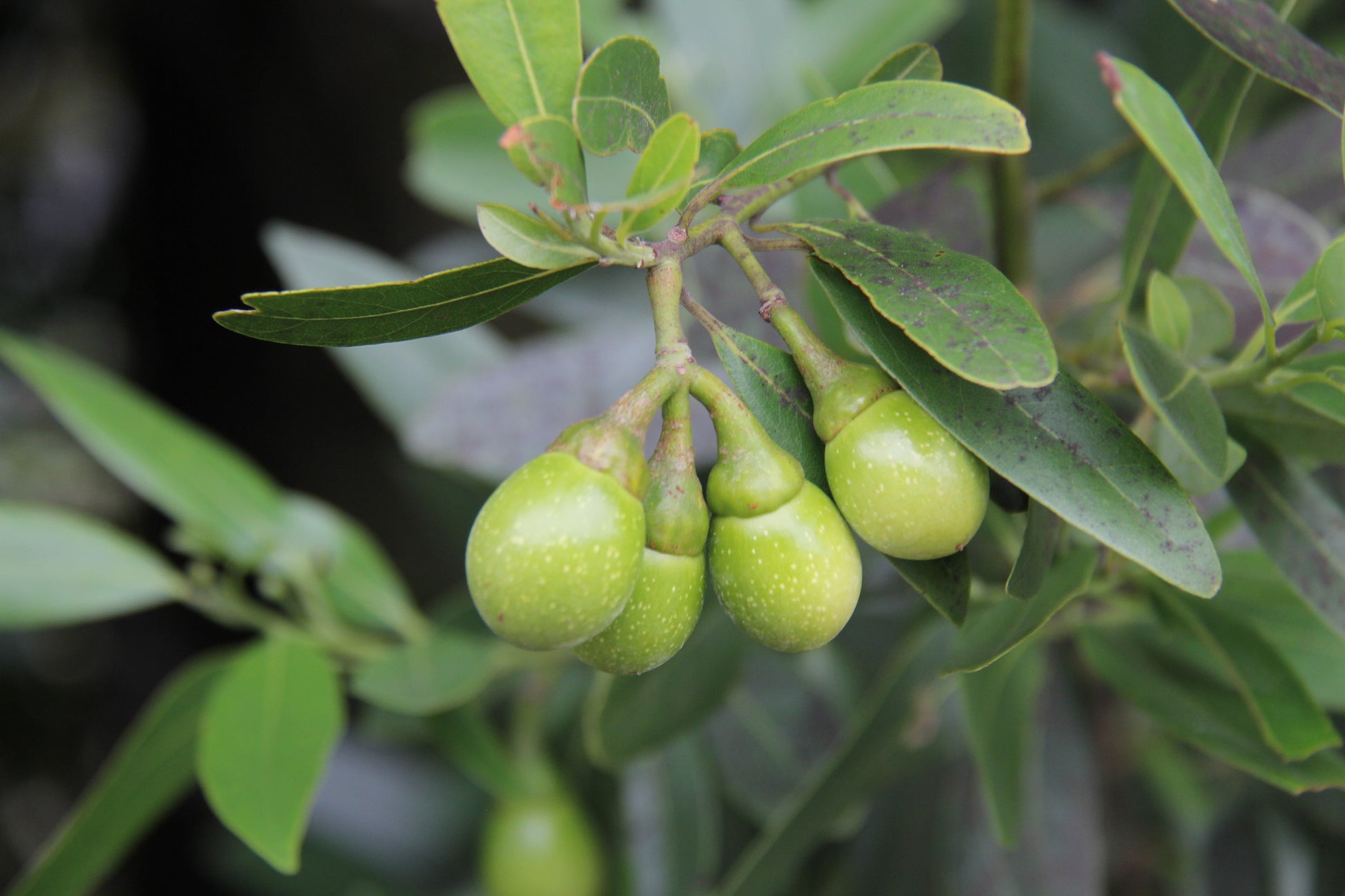 bay plant seeds Umbellularia californica, California Bay Laurel