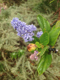 Ceanothus thyrsiflorus, Wild Lilac