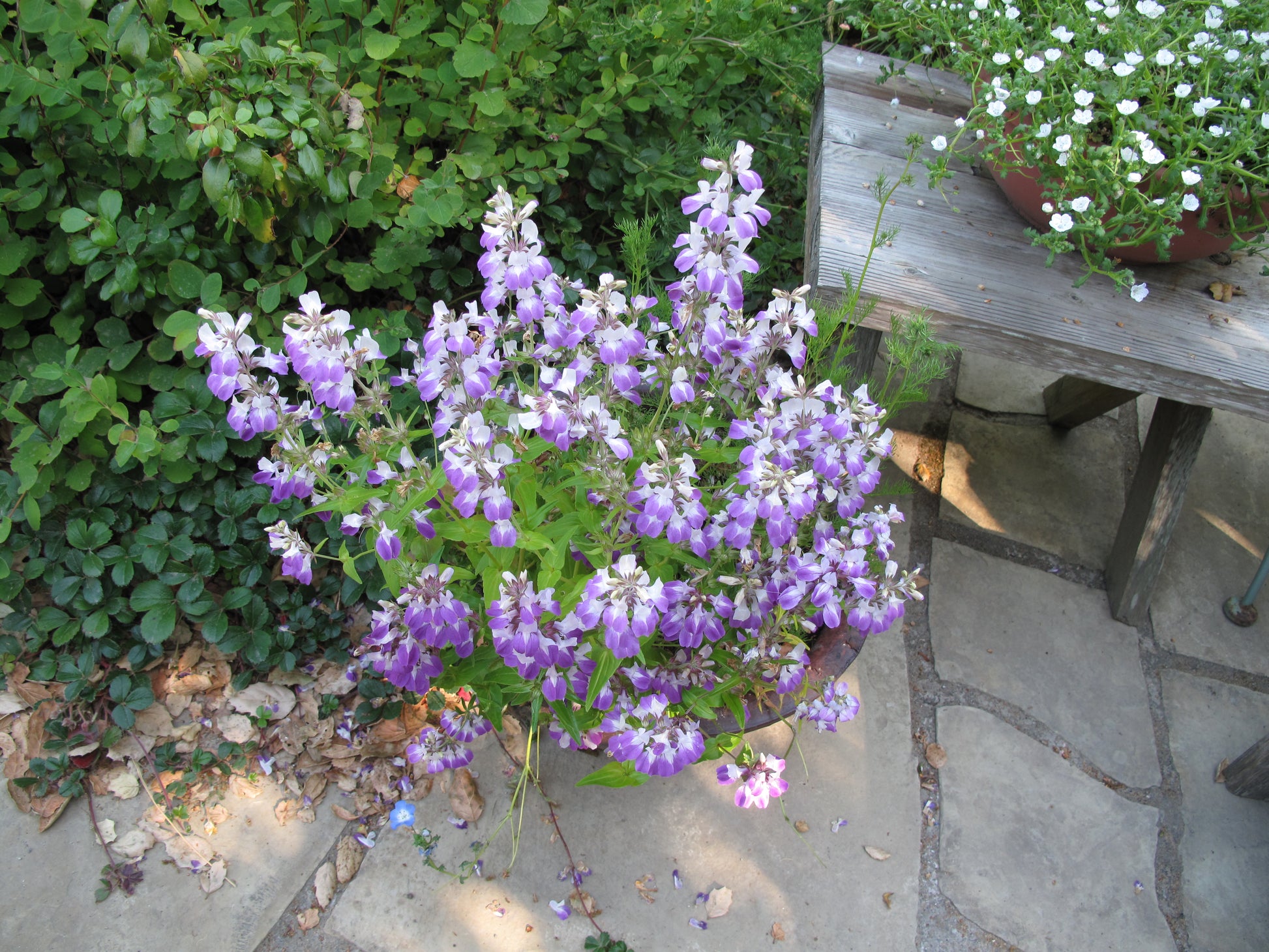 chinese houses plant Collinsia heterophylla, Chinese Houses – Larner Seeds