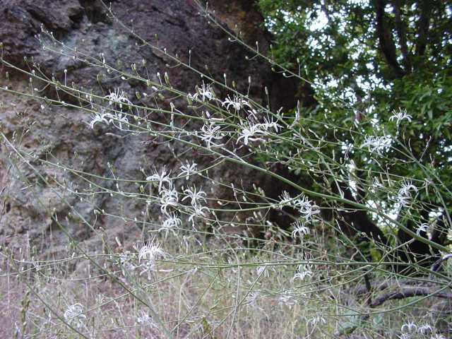 Chlorogalum pomeridianum, Amole, Soap Plant