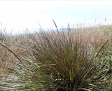 Calamagrostis nutkaensis, Pacific Reed Grass