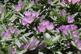 Clarkia purpurea ssp. purpurea, Winecup Clarkia
