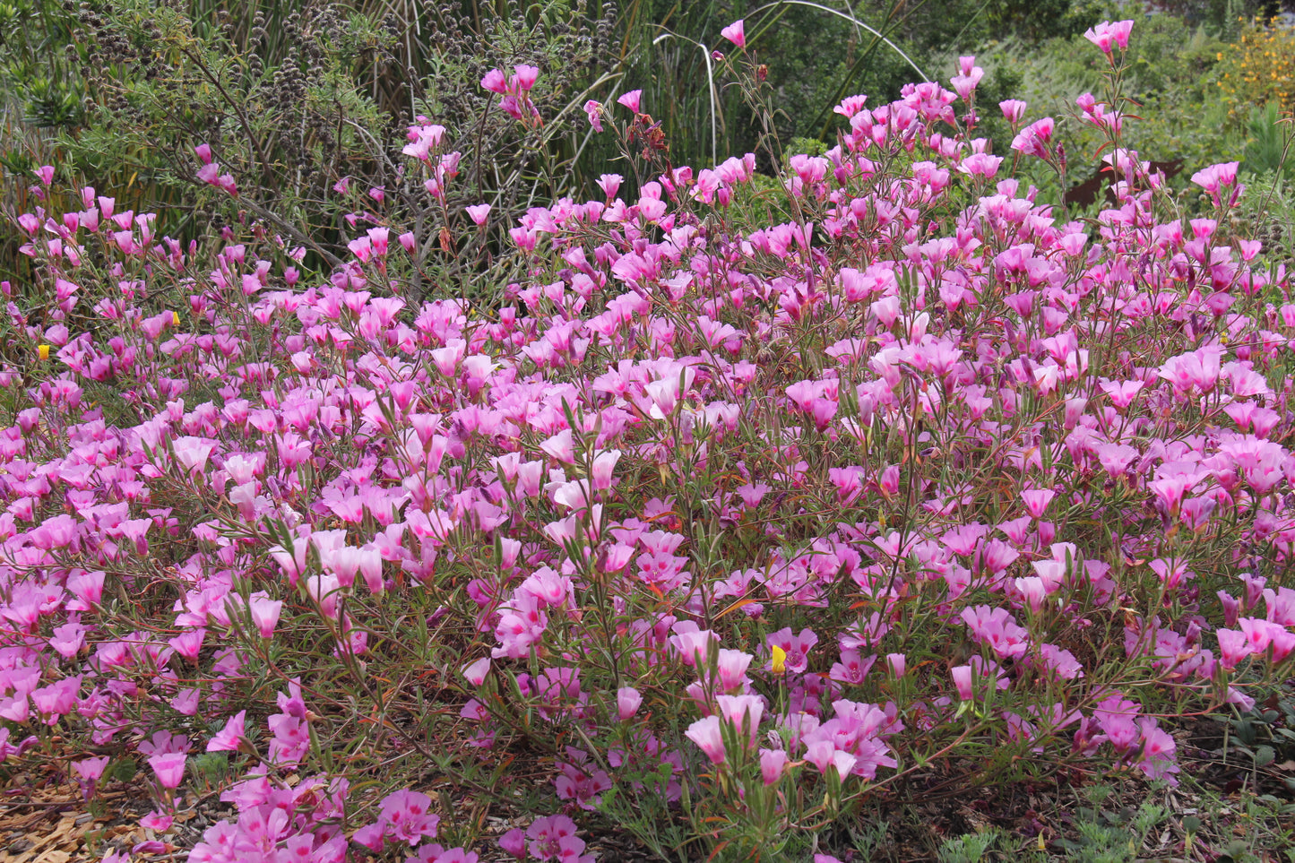 Clarkia amoena, Farewell-to-Spring 'Wild Form'