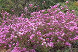 Clarkia amoena, Farewell-to-Spring 'Wild Form'