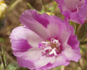 Clarkia williamsonii, Fort Miller Clarkia