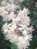 Clematis ligusticifolia, Western Virgin's Bower