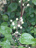 Clematis ligusticifolia, Western Virgin's Bower