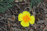 Eschscholzia californica var. maritima, Coastal Poppy
