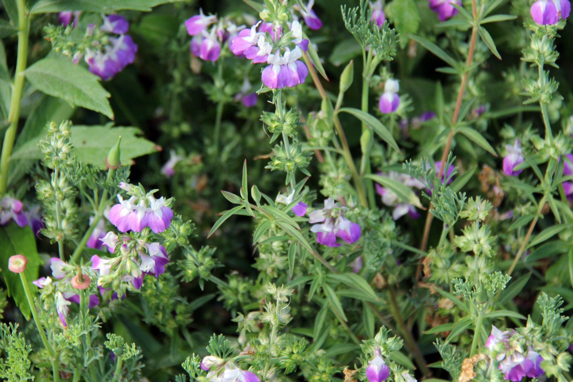chinese houses plant Collinsia heterophylla, Chinese Houses – Larner Seeds