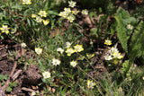 Platystemon californicus, Creamcups
