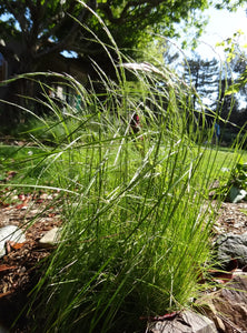 Deschampsia elongata, Slender Hairgrass