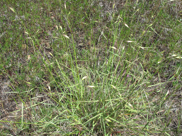 Danthonia californica, California Oatgrass