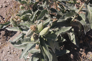 Asclepias eriocarpa, Indian Milkweed