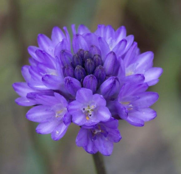 Dichelostemma congestum, Fork-toothed Ookow